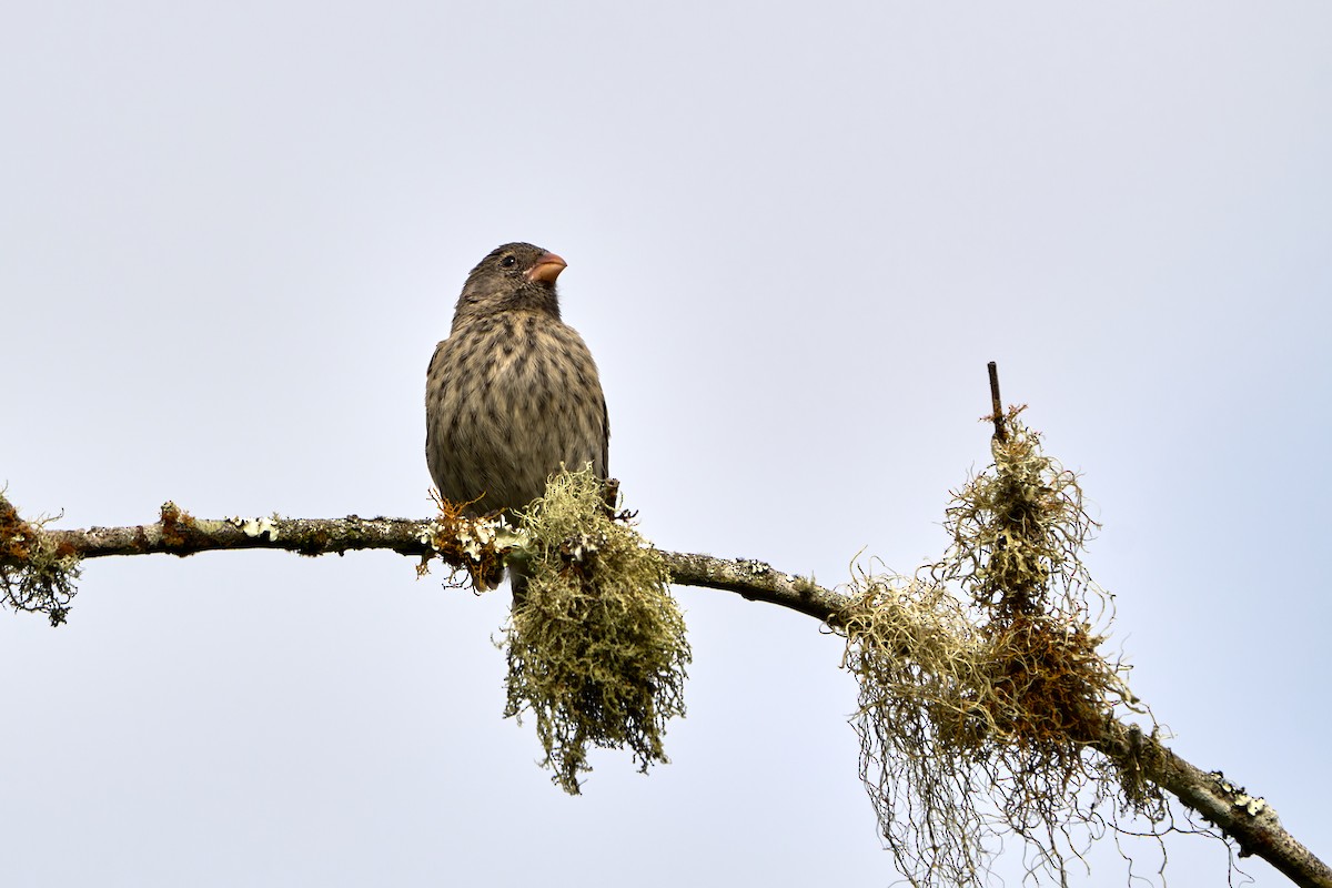 Малый галапагосский вьюрок - ML646259878