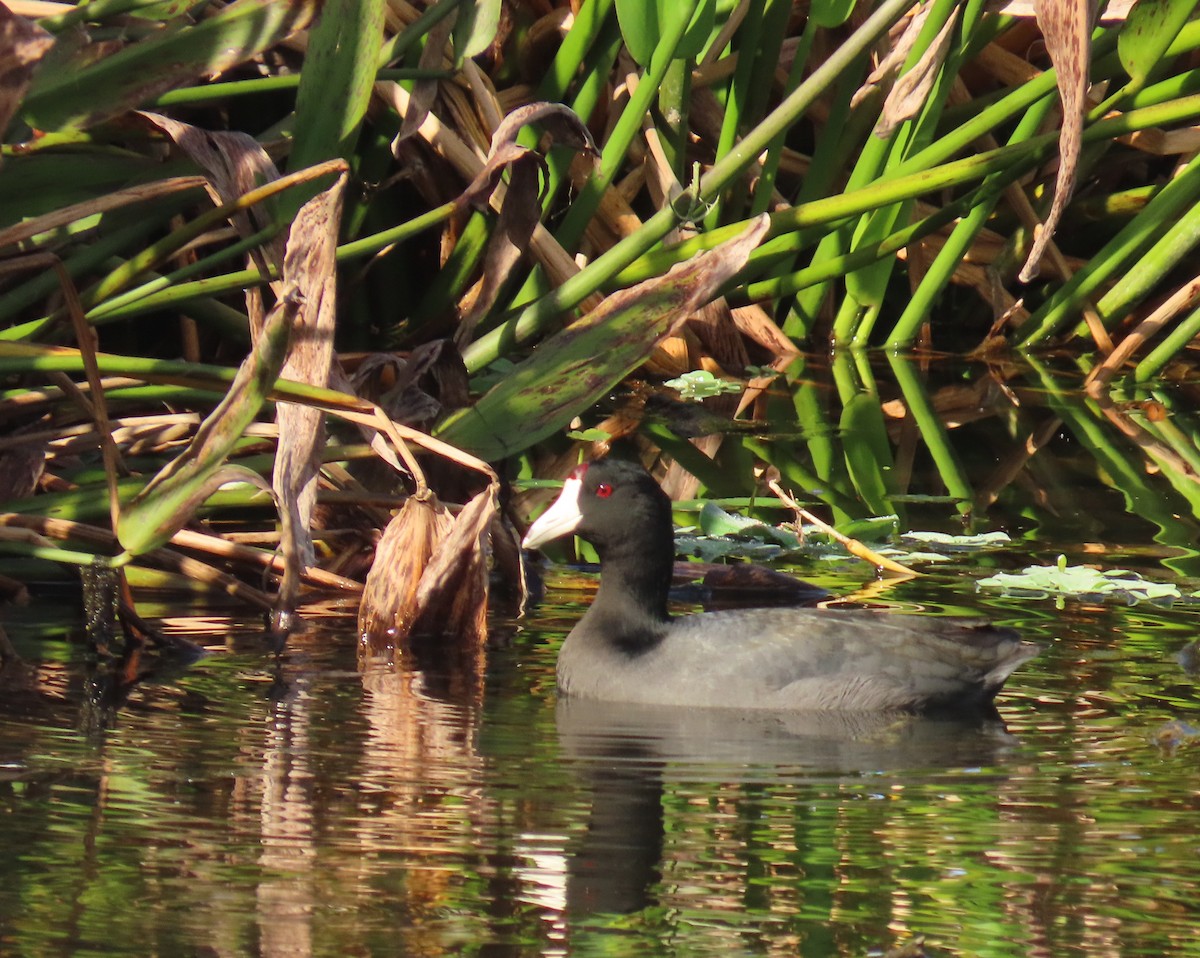 Американская лысуха - ML646259879