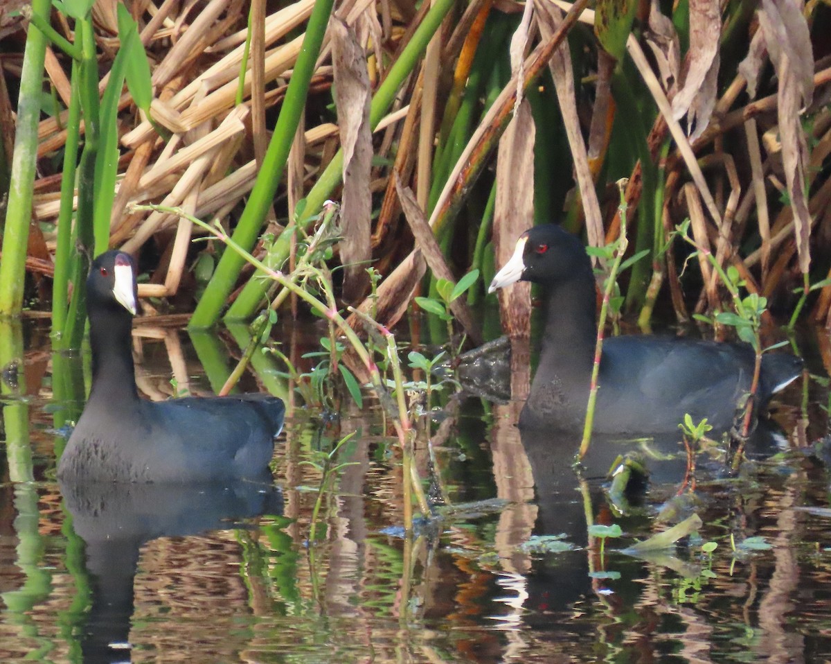 Американская лысуха - ML646259880
