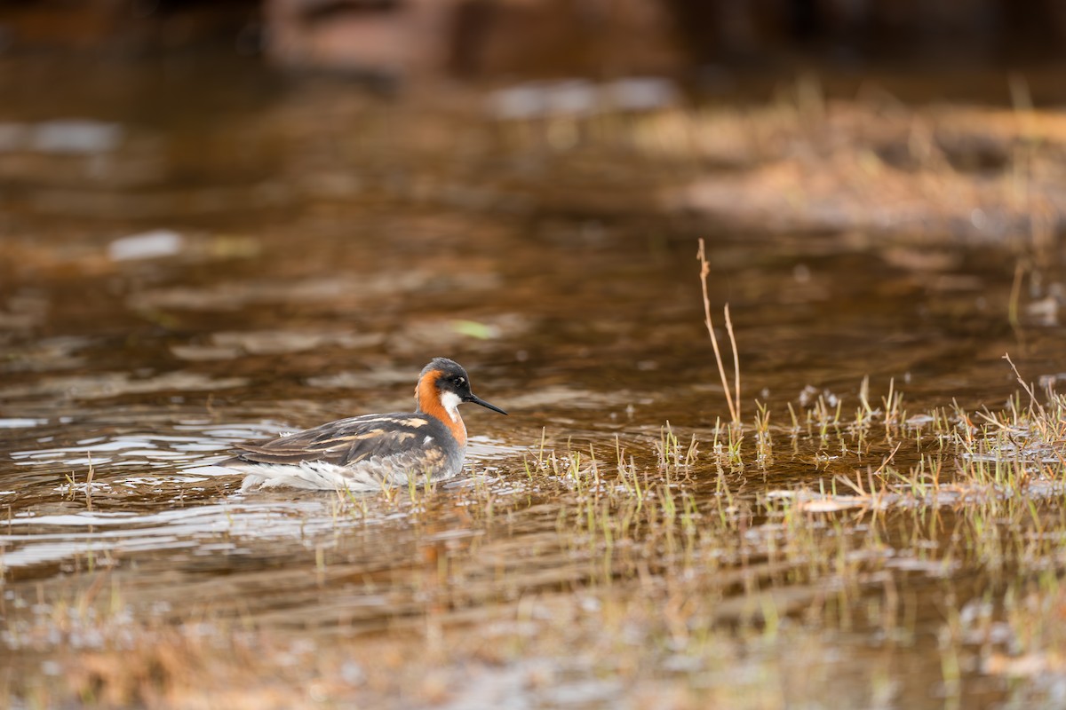 Круглоносый плавунчик - ML646259883