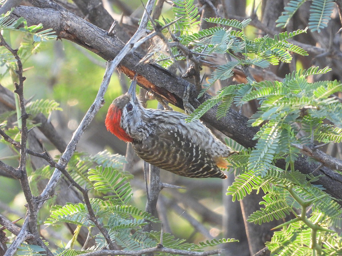 Cardinal Woodpecker - ML646259884