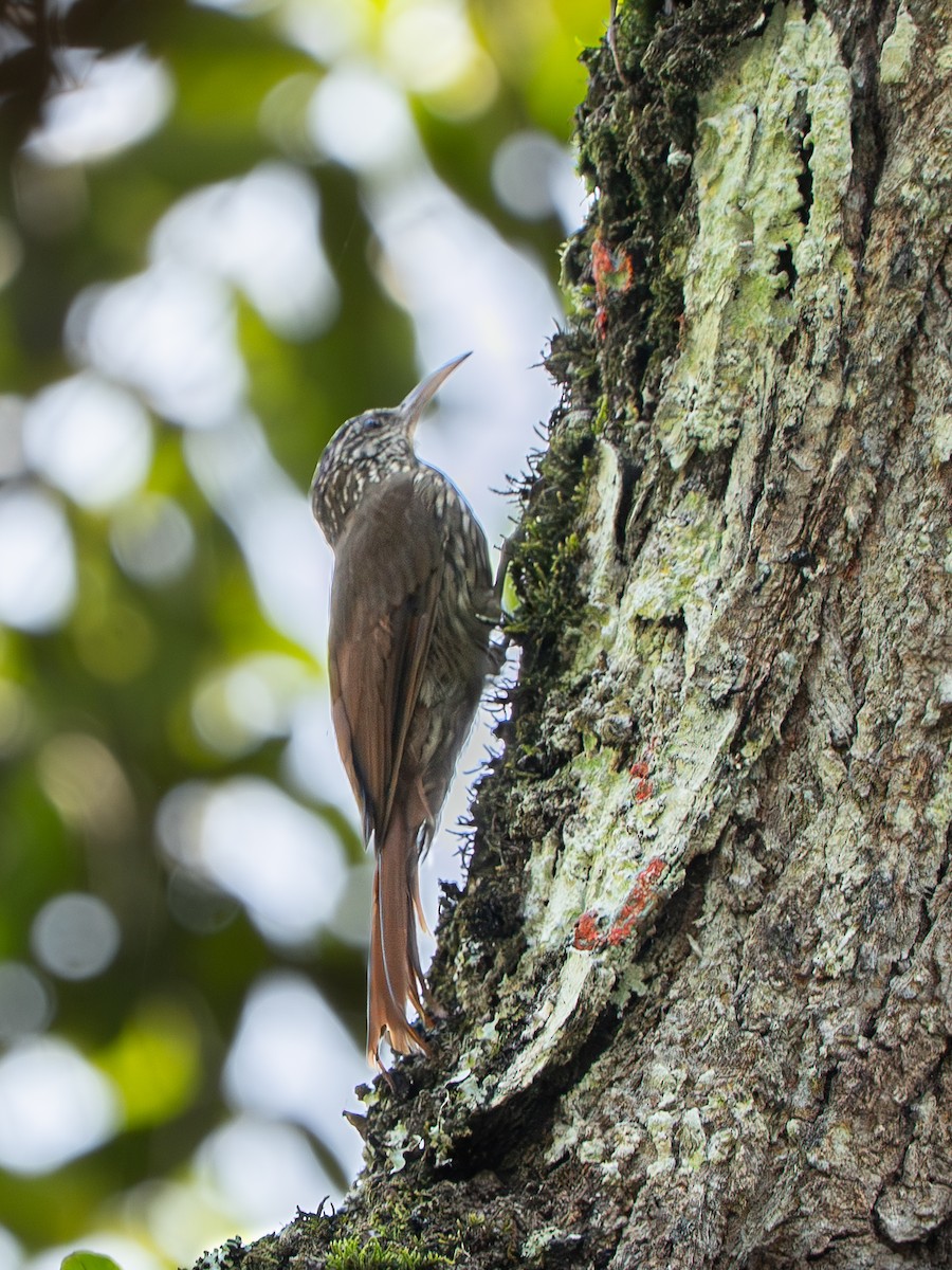 Streak-headed Woodcreeper - ML646259889