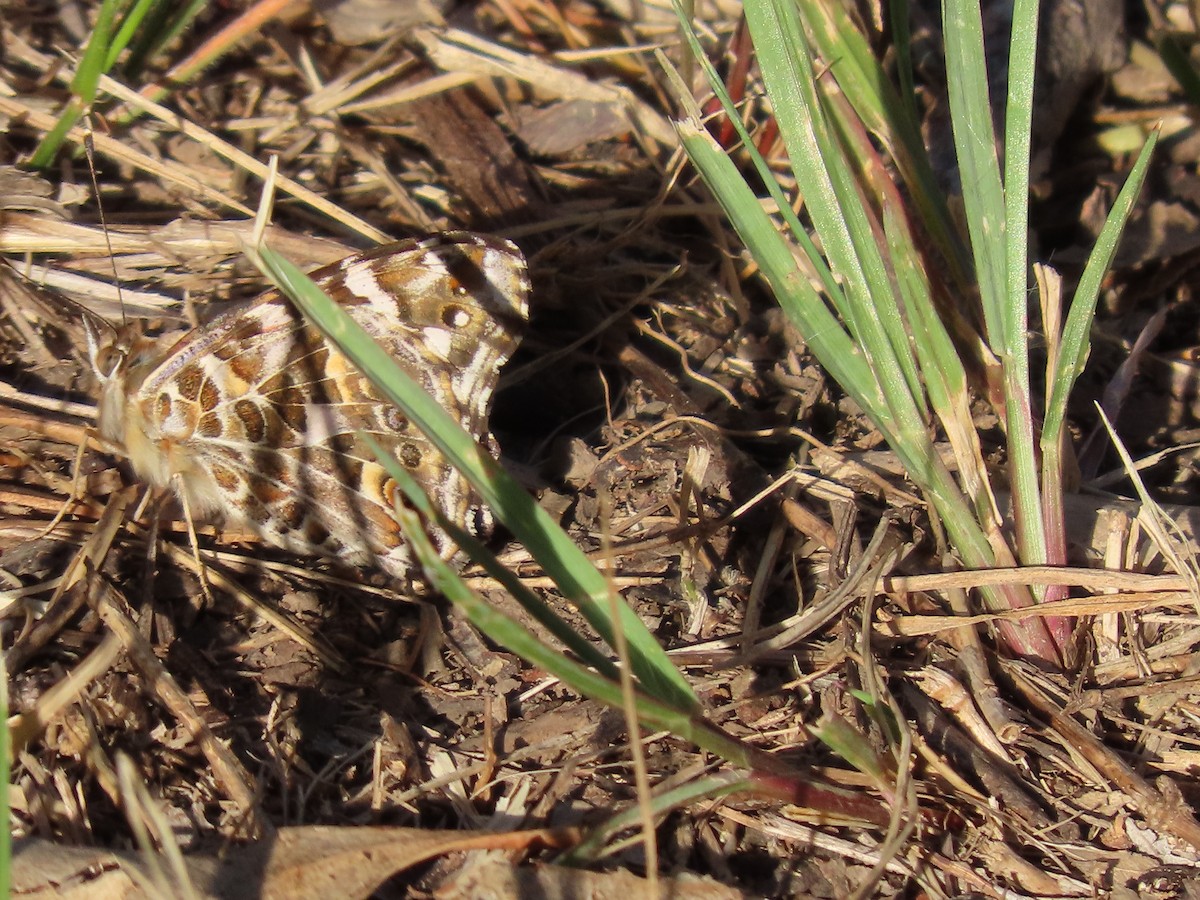 Australian Painted Lady - ML646259890