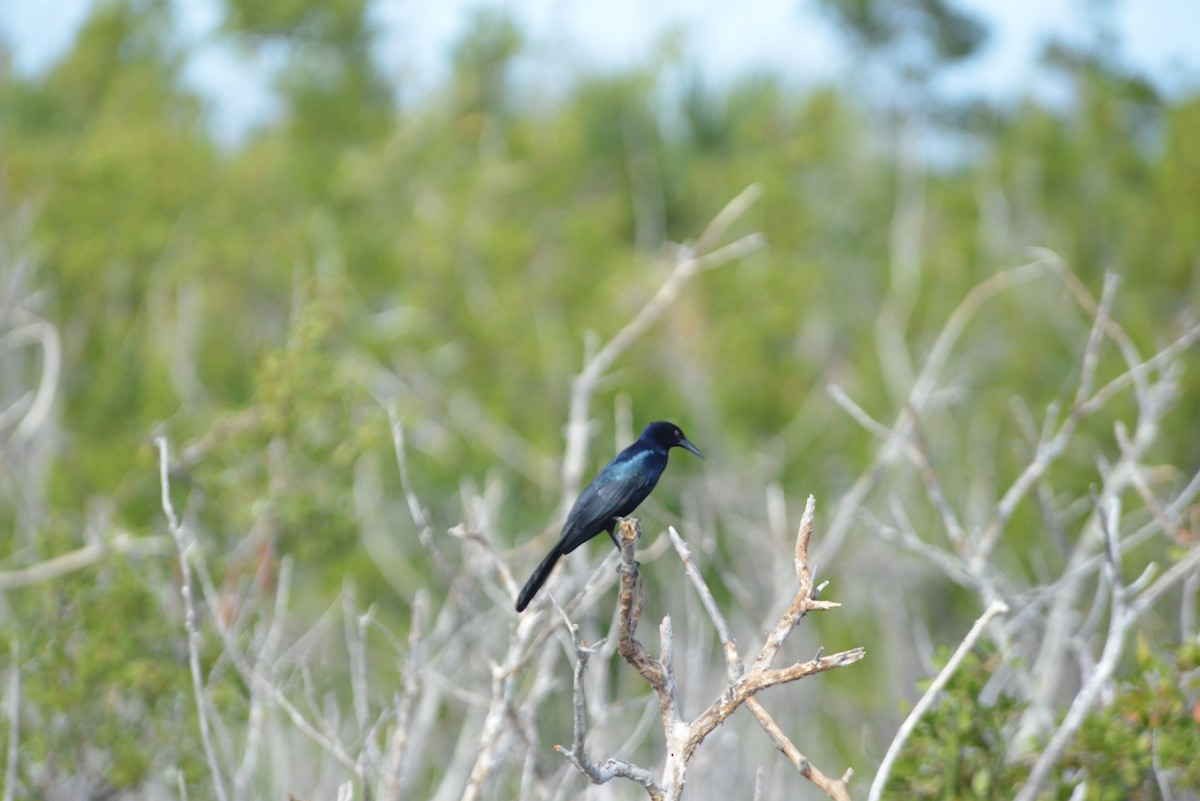 キタオナガクロムクドリモドキ - ML646259891