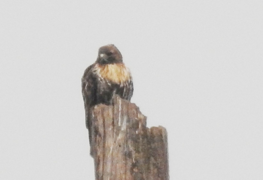 Red-tailed Hawk (abieticola) - ML646259892