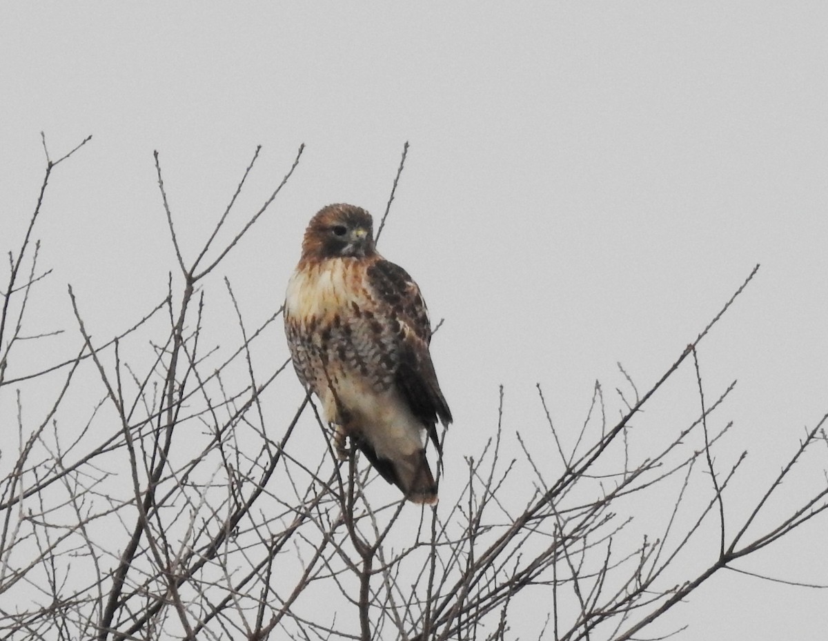 Red-tailed Hawk (abieticola) - ML646259893