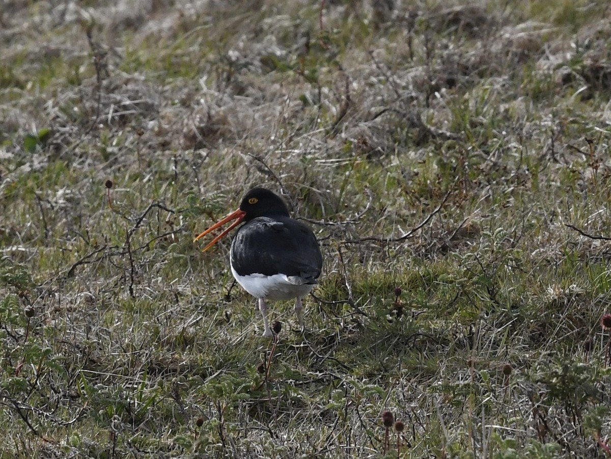 Magellanic Oystercatcher - ML646259910