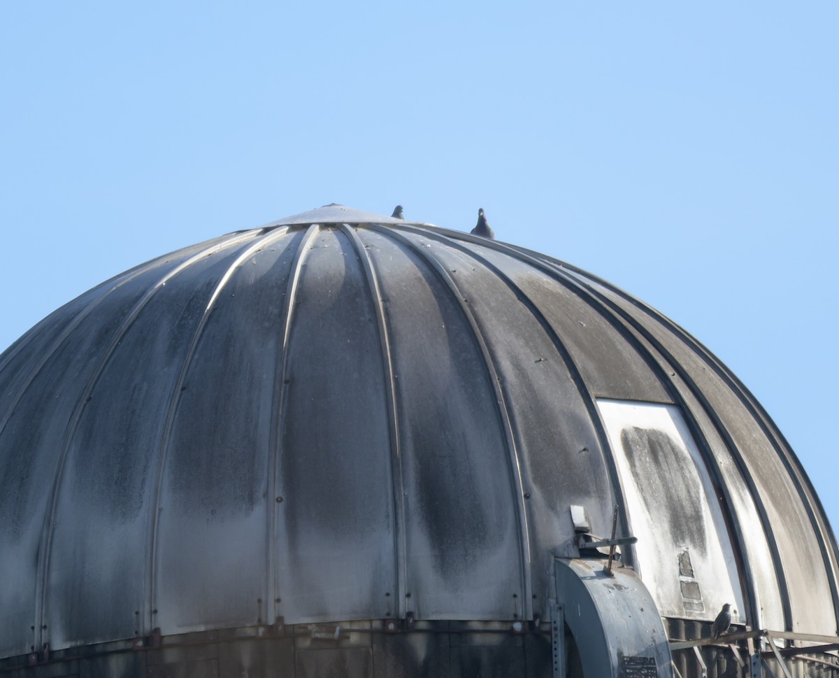 Kaya Güvercini (evcil tip) - ML646259921