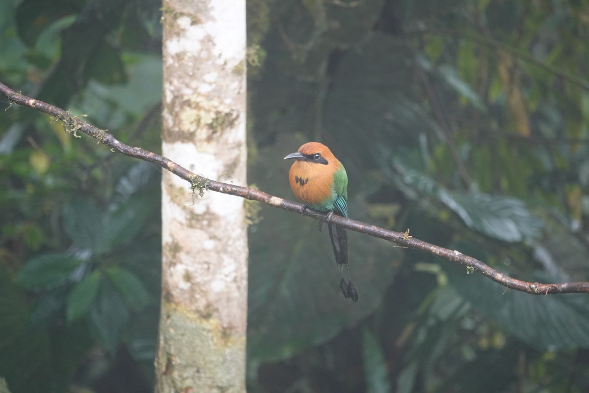 Rufous Motmot - ML646259922