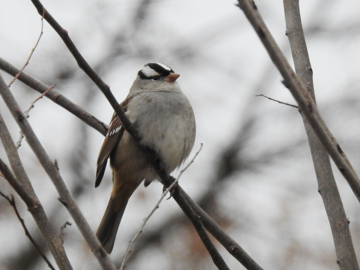 White-crowned Sparrow - ML646259923
