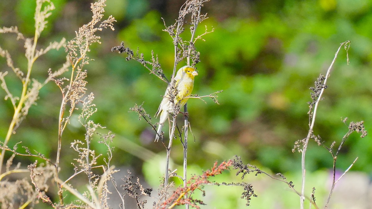 Island Canary - ML646259927