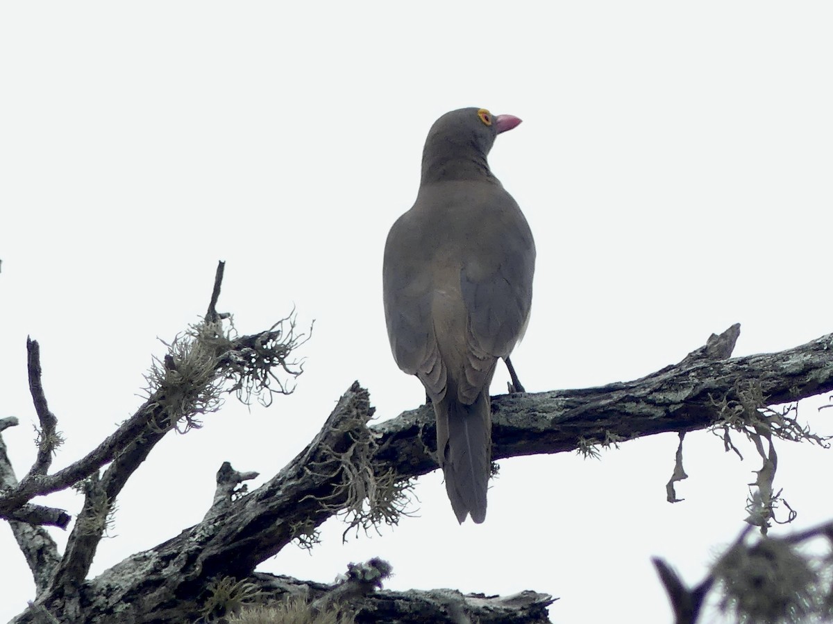 Red-billed Oxpecker - ML646259935