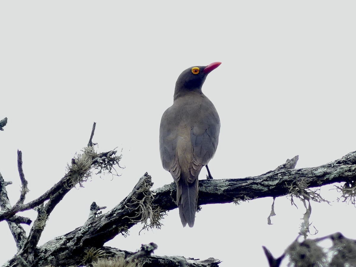 Red-billed Oxpecker - ML646259936
