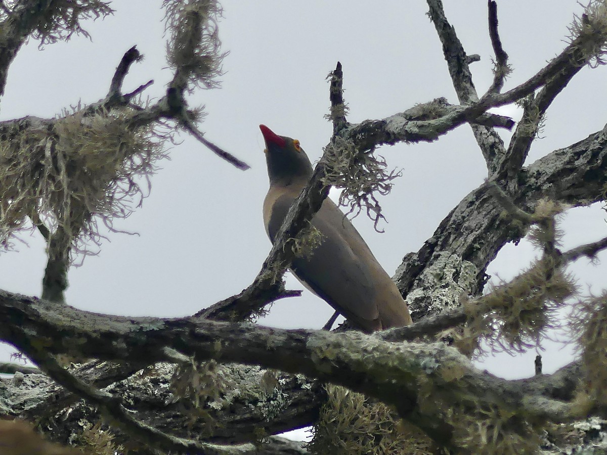 Red-billed Oxpecker - ML646259937