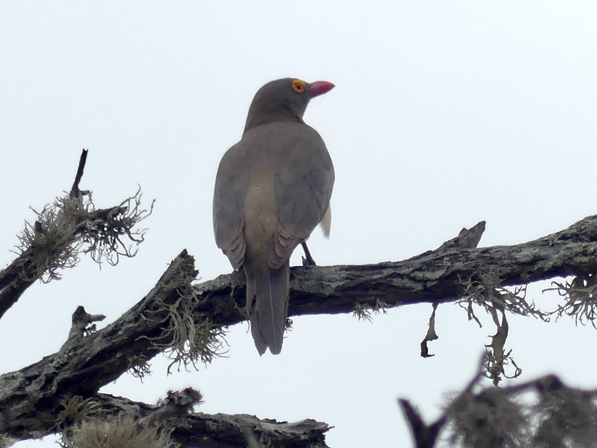 Red-billed Oxpecker - ML646259938
