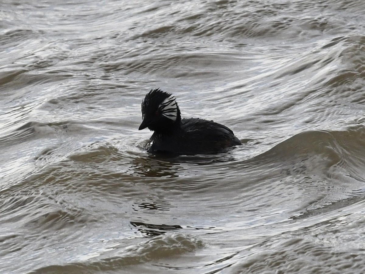 White-tufted Grebe - ML646259939
