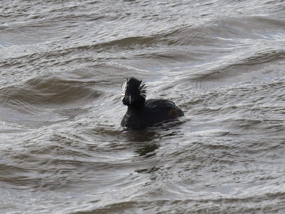 White-tufted Grebe - ML646259940