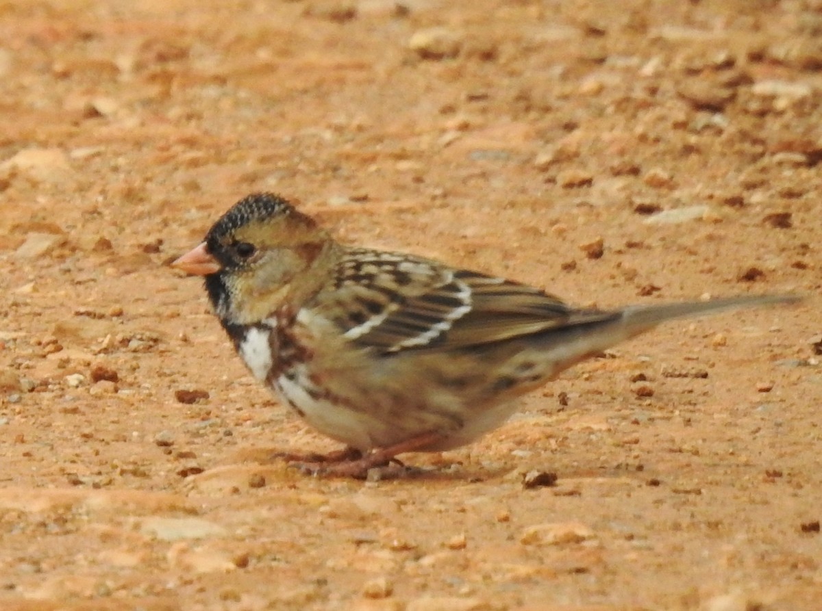 Harris's Sparrow - ML646259954