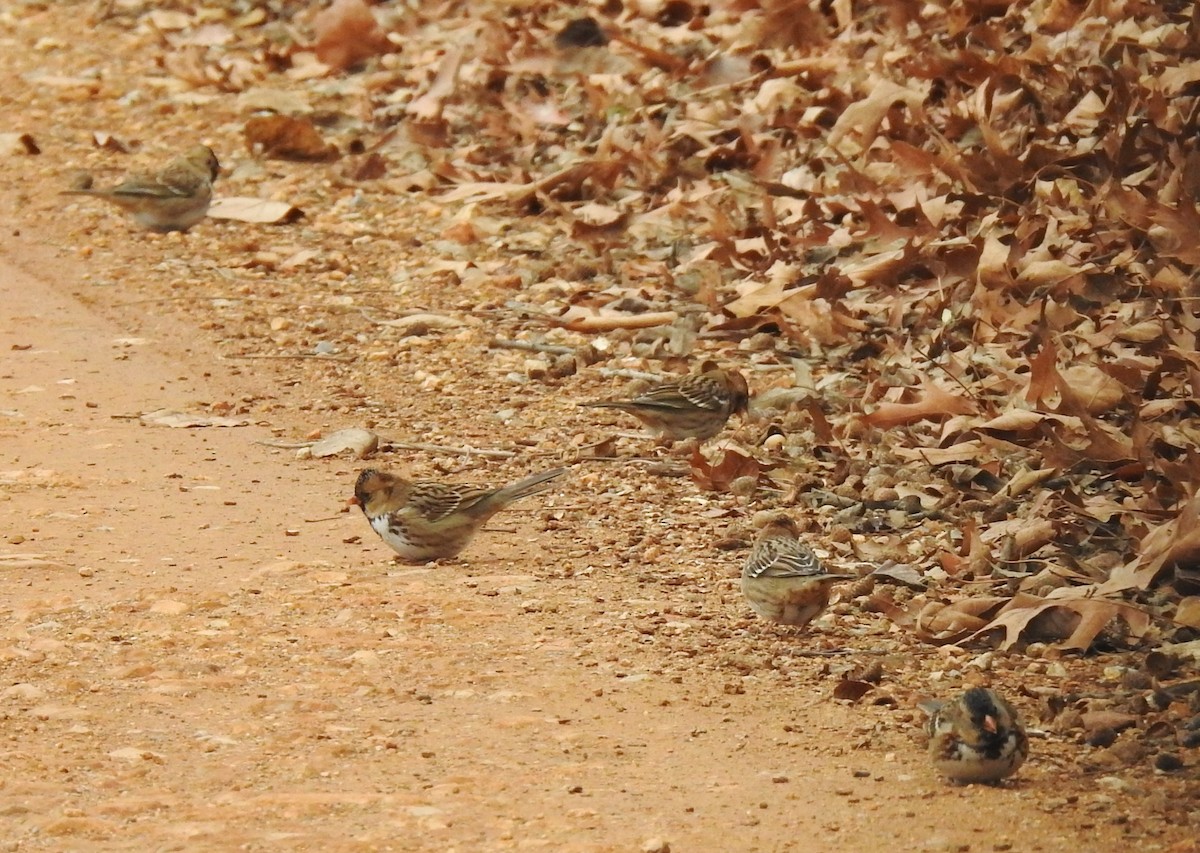 Harris's Sparrow - ML646259955