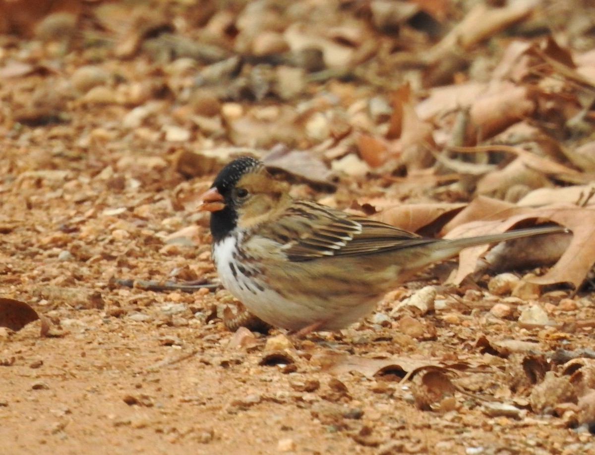 Harris's Sparrow - ML646259956
