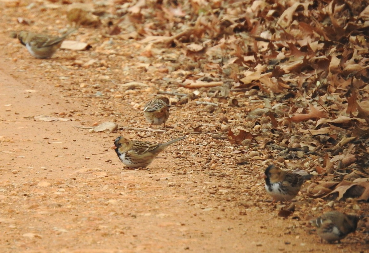 Harris's Sparrow - ML646259957
