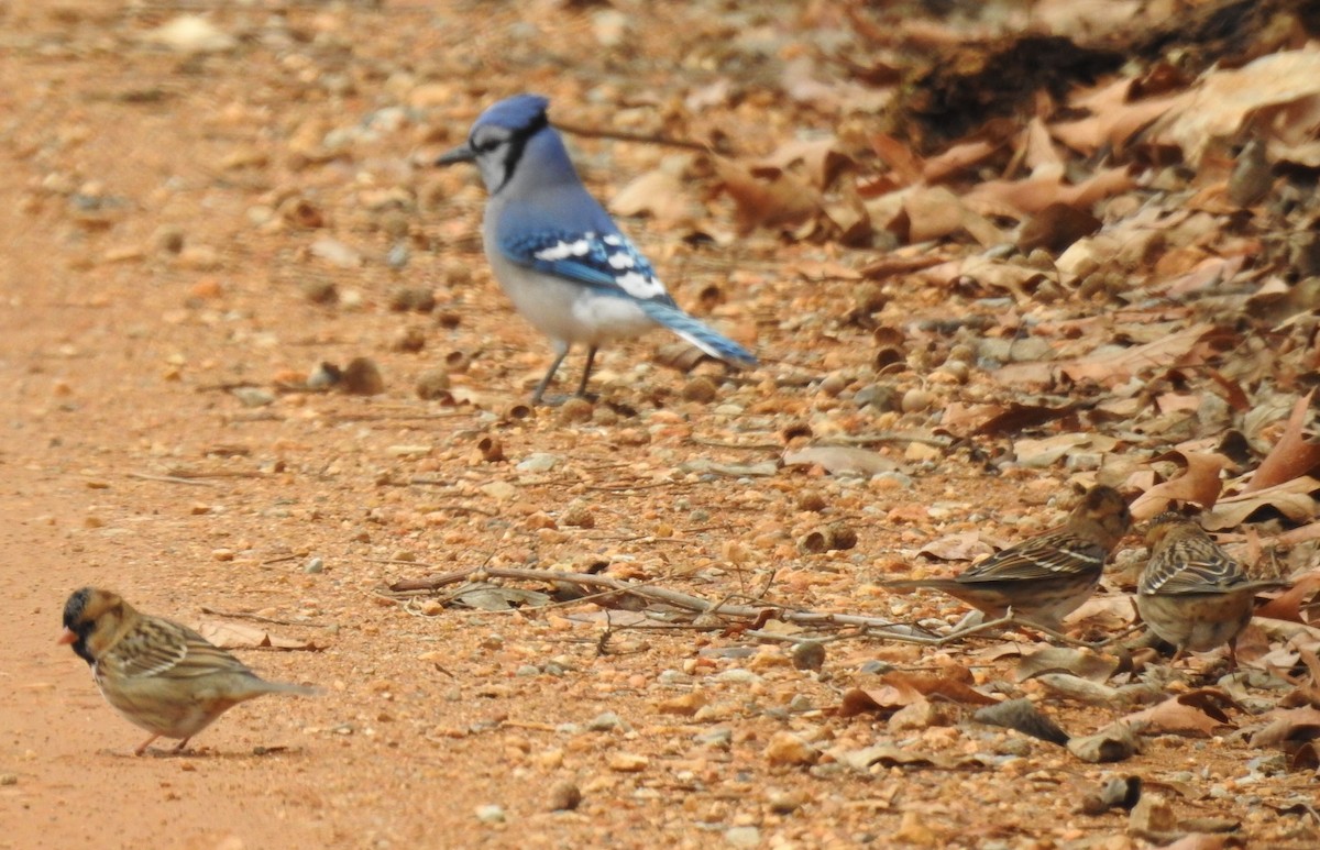 Harris's Sparrow - ML646259958