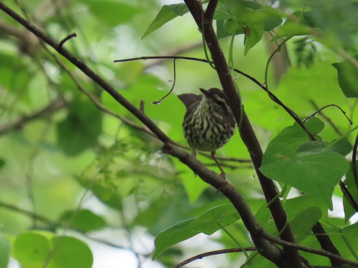 Northern Waterthrush - ML646259959