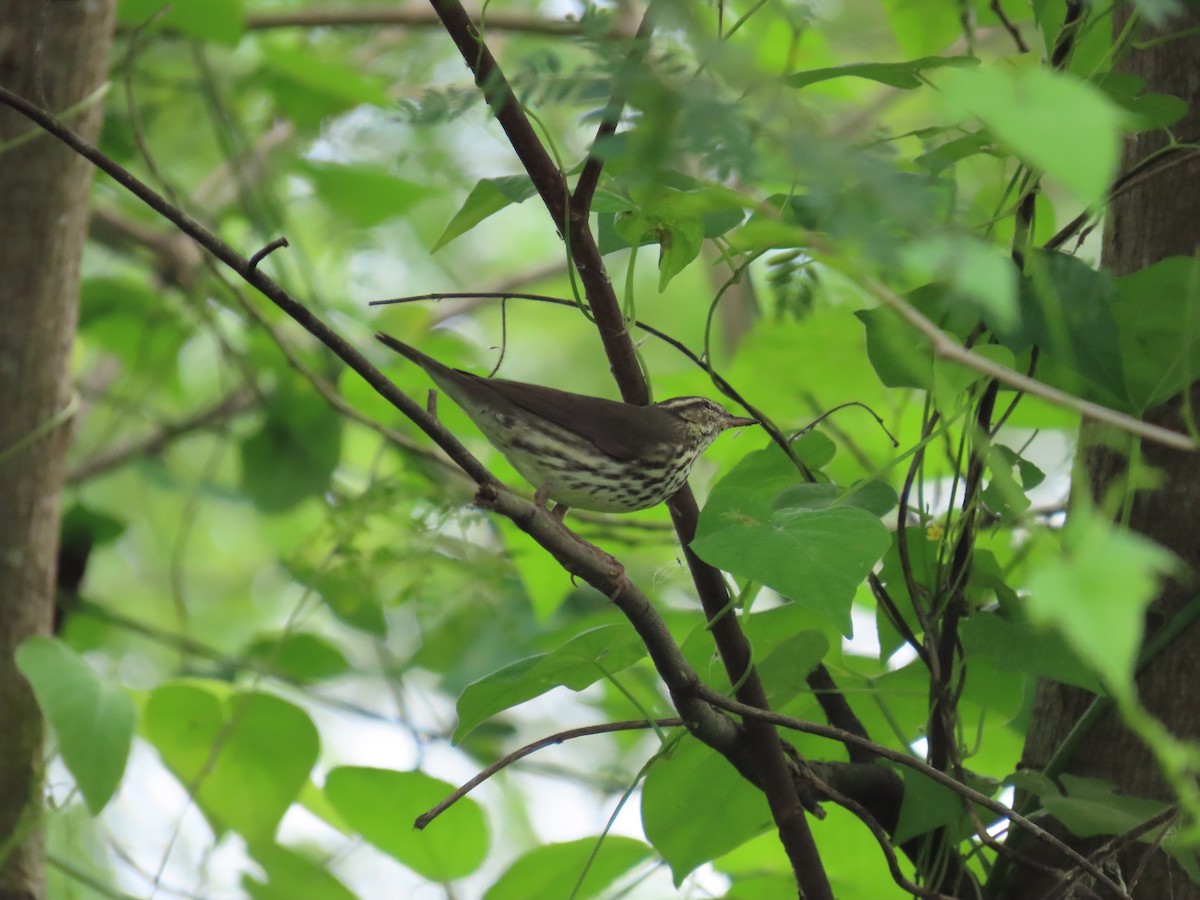 Northern Waterthrush - ML646259963