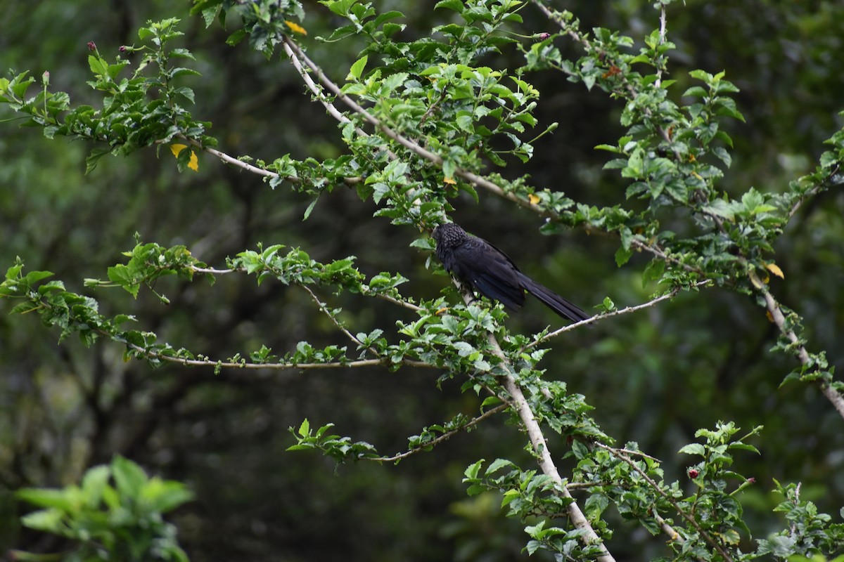 Ані товстодзьобий - ML646259966