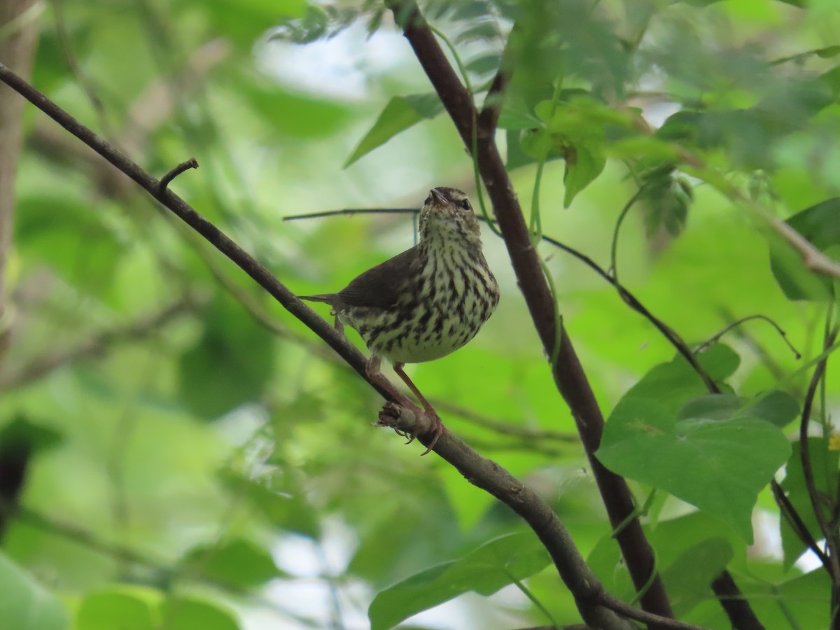 Northern Waterthrush - ML646259968