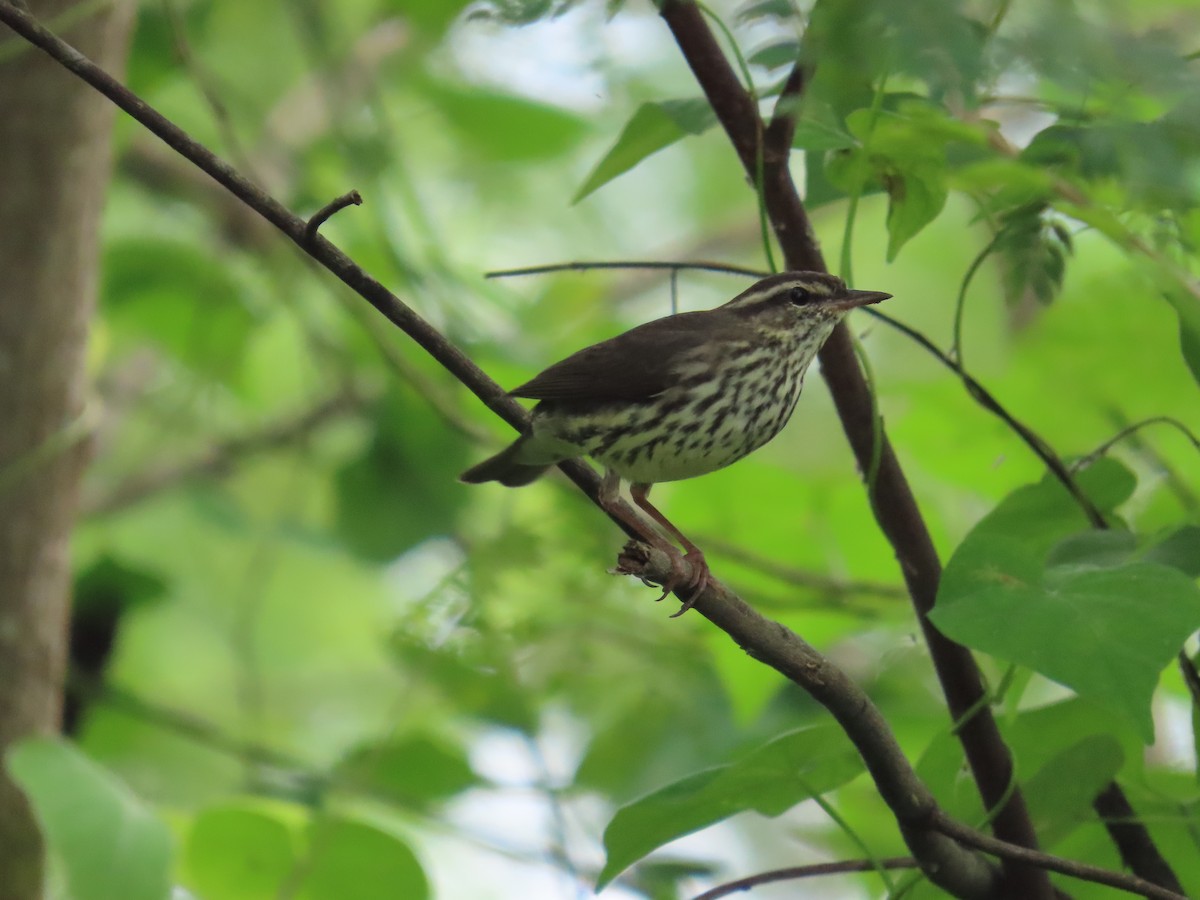 Northern Waterthrush - ML646259977