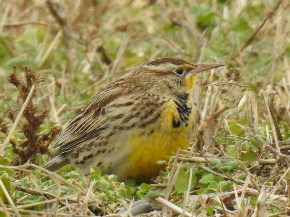 Western Meadowlark - ML646259978