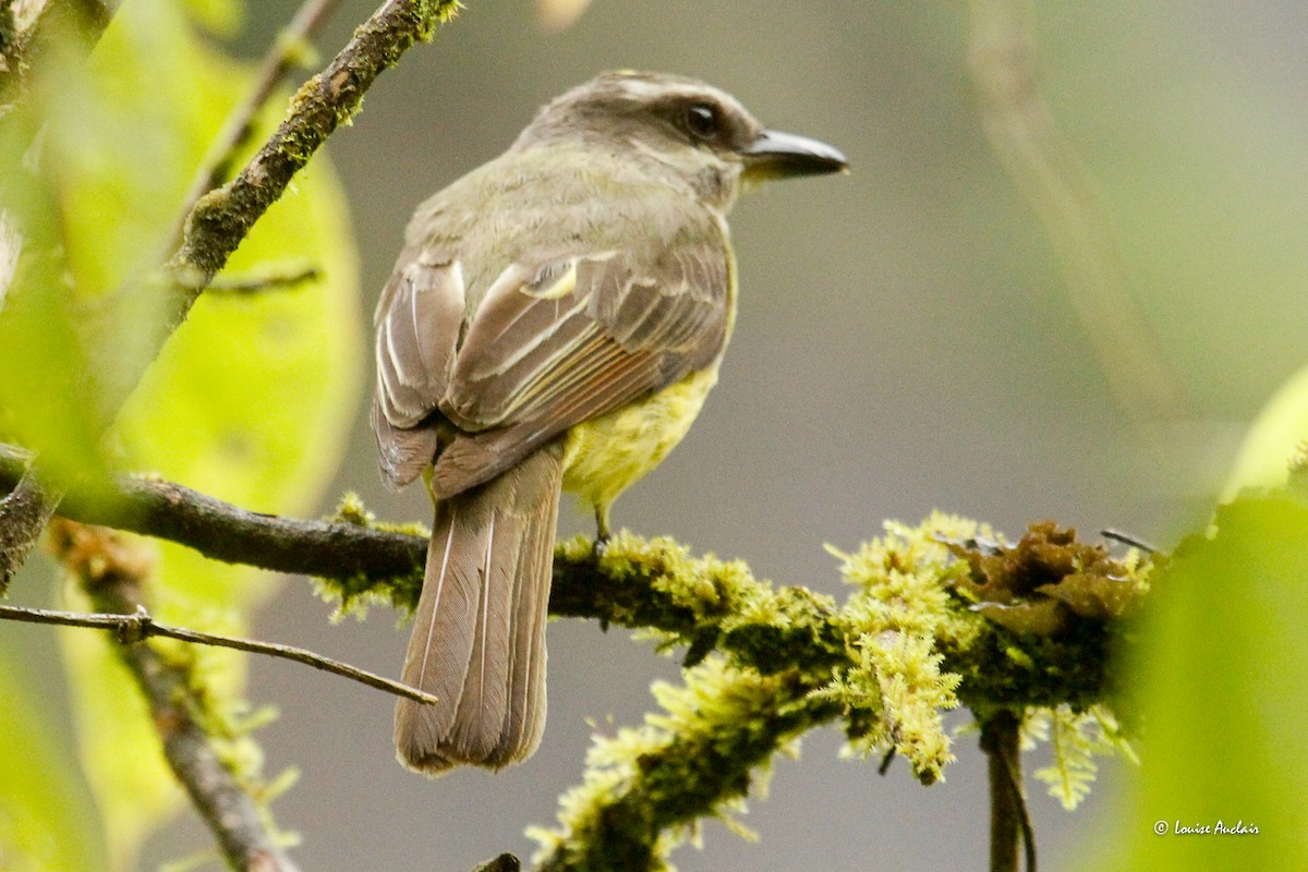 Golden-crowned Flycatcher - ML646259983