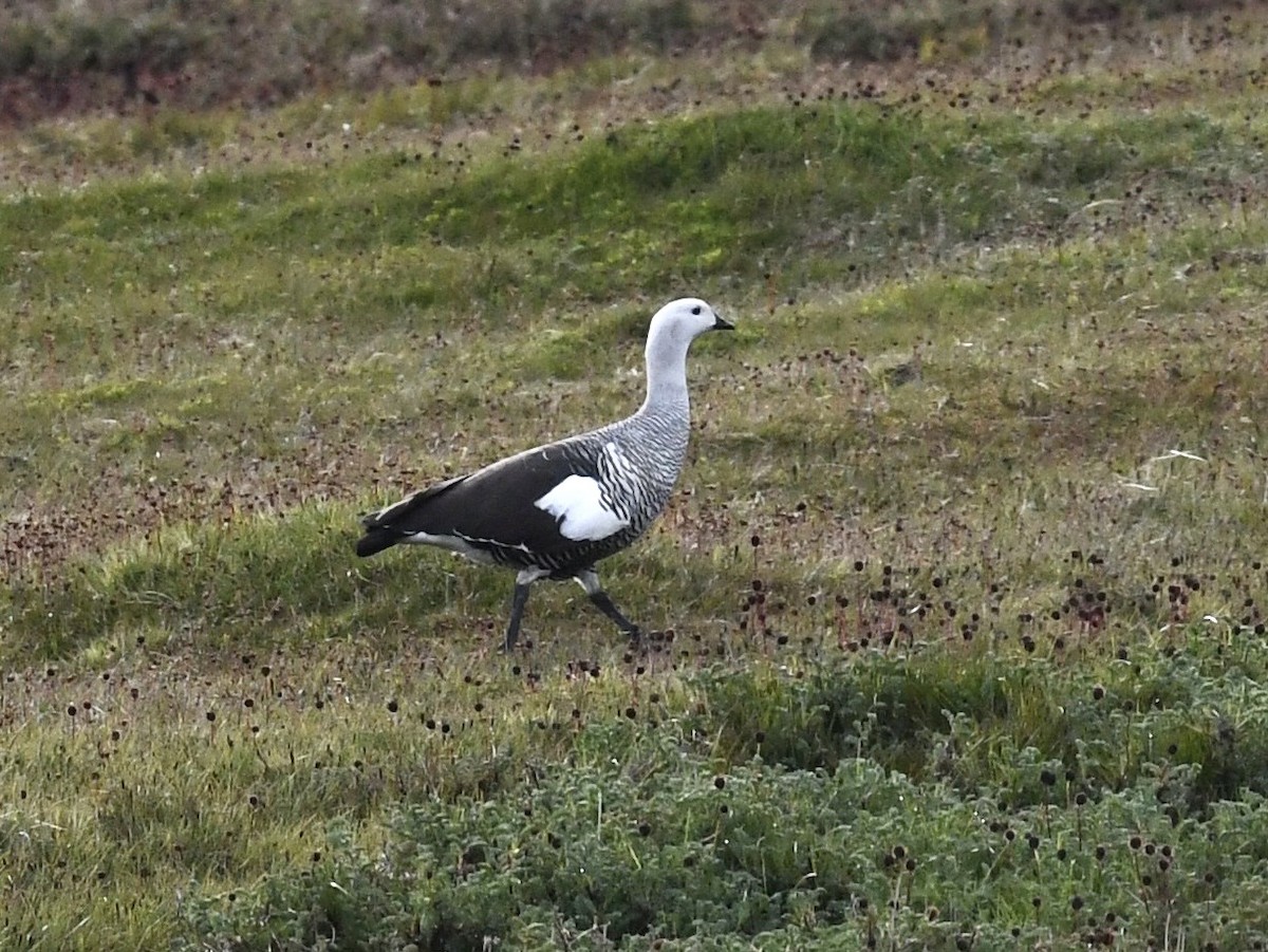 Upland Goose - ML646259993