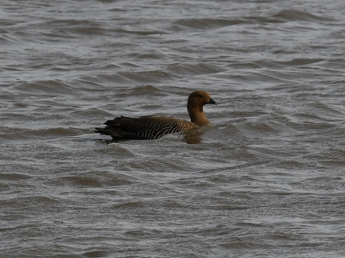 Upland Goose - ML646259994
