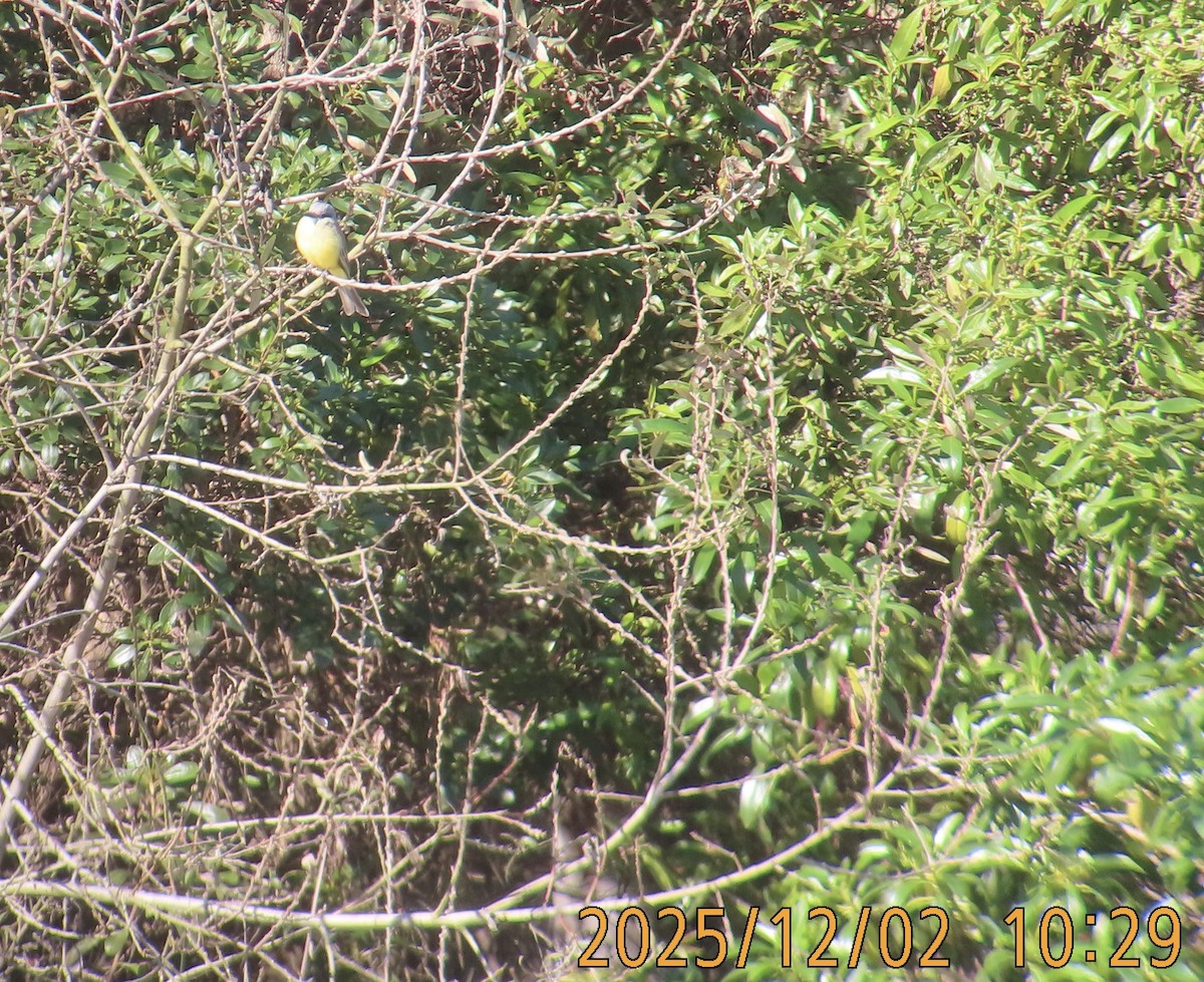 Tropical Kingbird - ML646259997