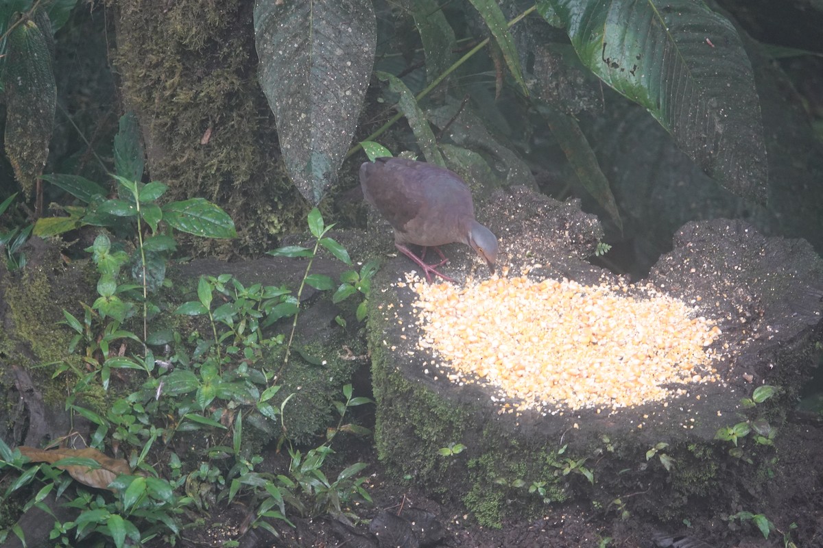 White-throated Quail-Dove - ML646259998