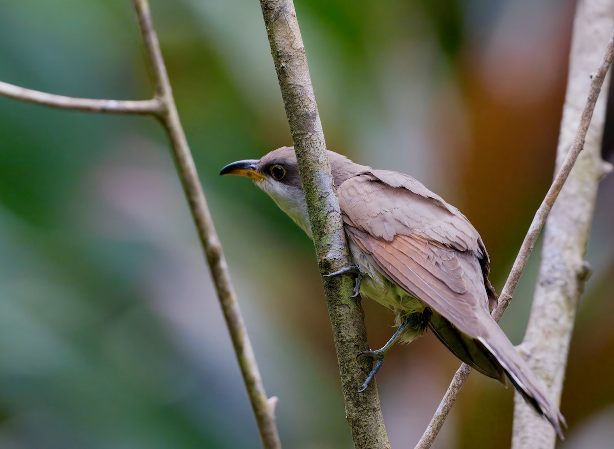 Yellow-billed Cuckoo - ML646260009