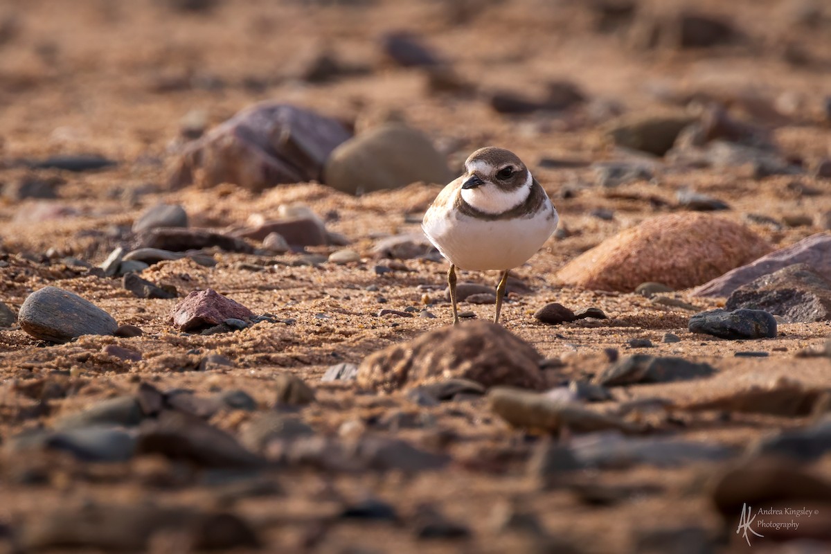 ミズカキチドリ - ML646260012