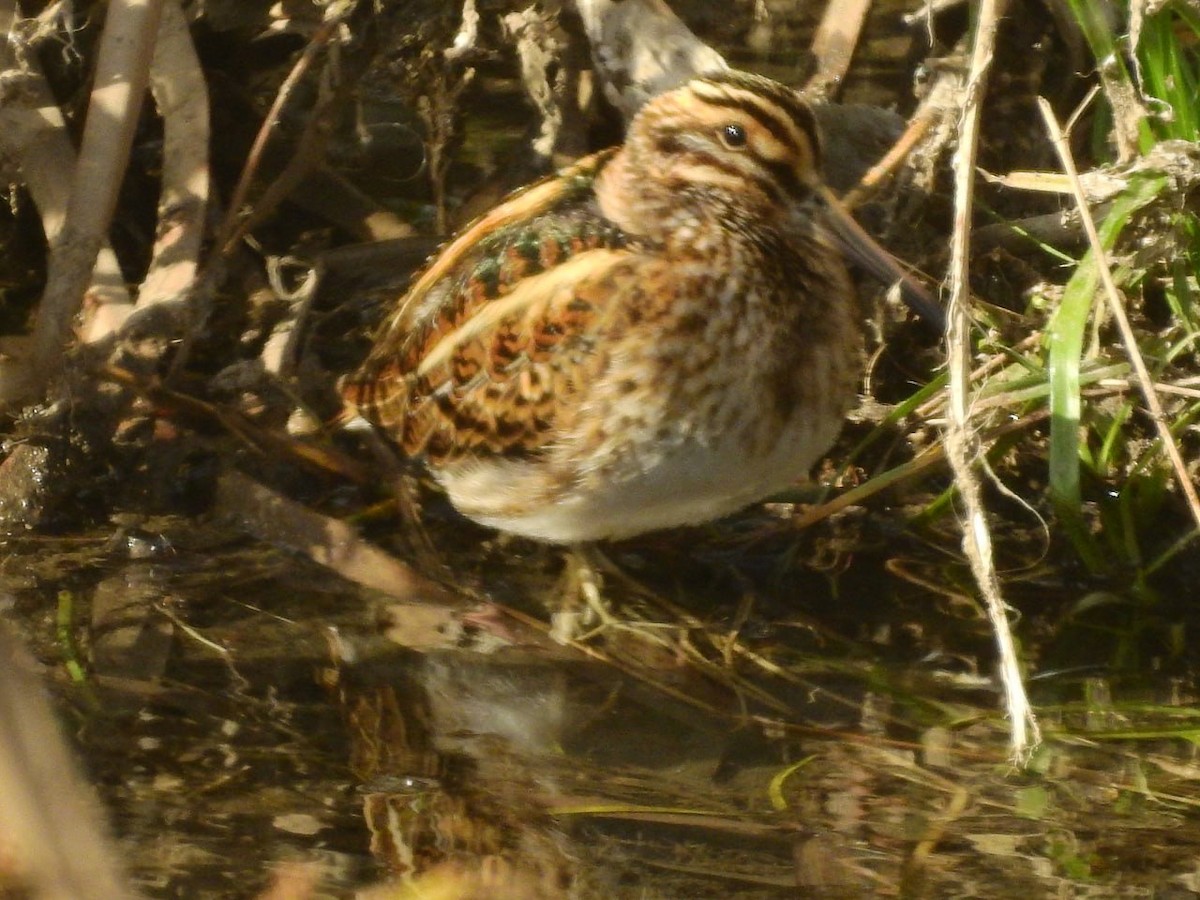 Jack Snipe - ML646260017