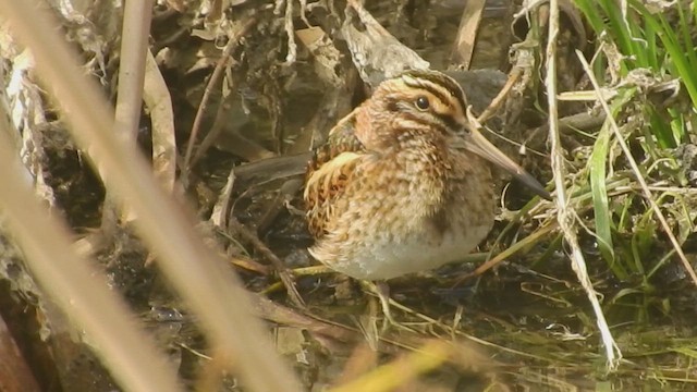 Jack Snipe - ML646260018