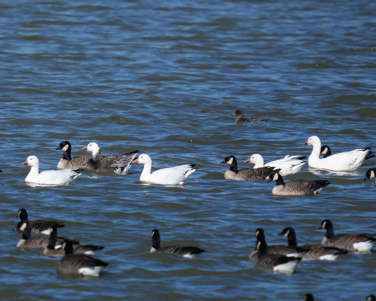 Цасны галуу - ML646260020