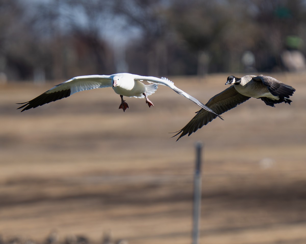 Snow Goose - ML646260022