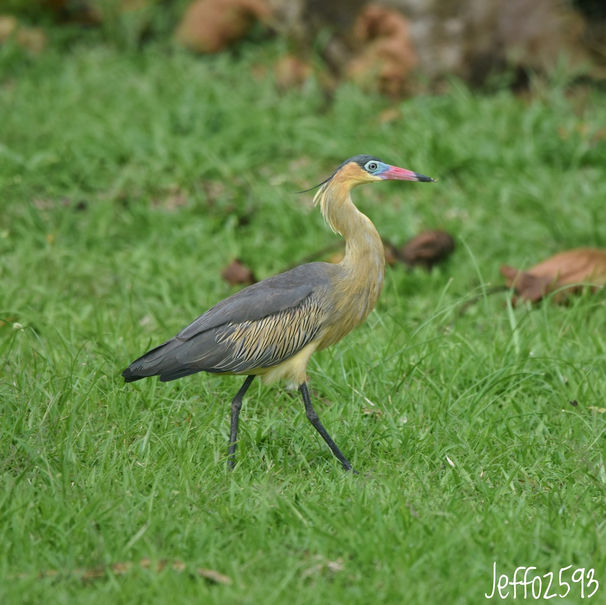 Whistling Heron - ML646260032