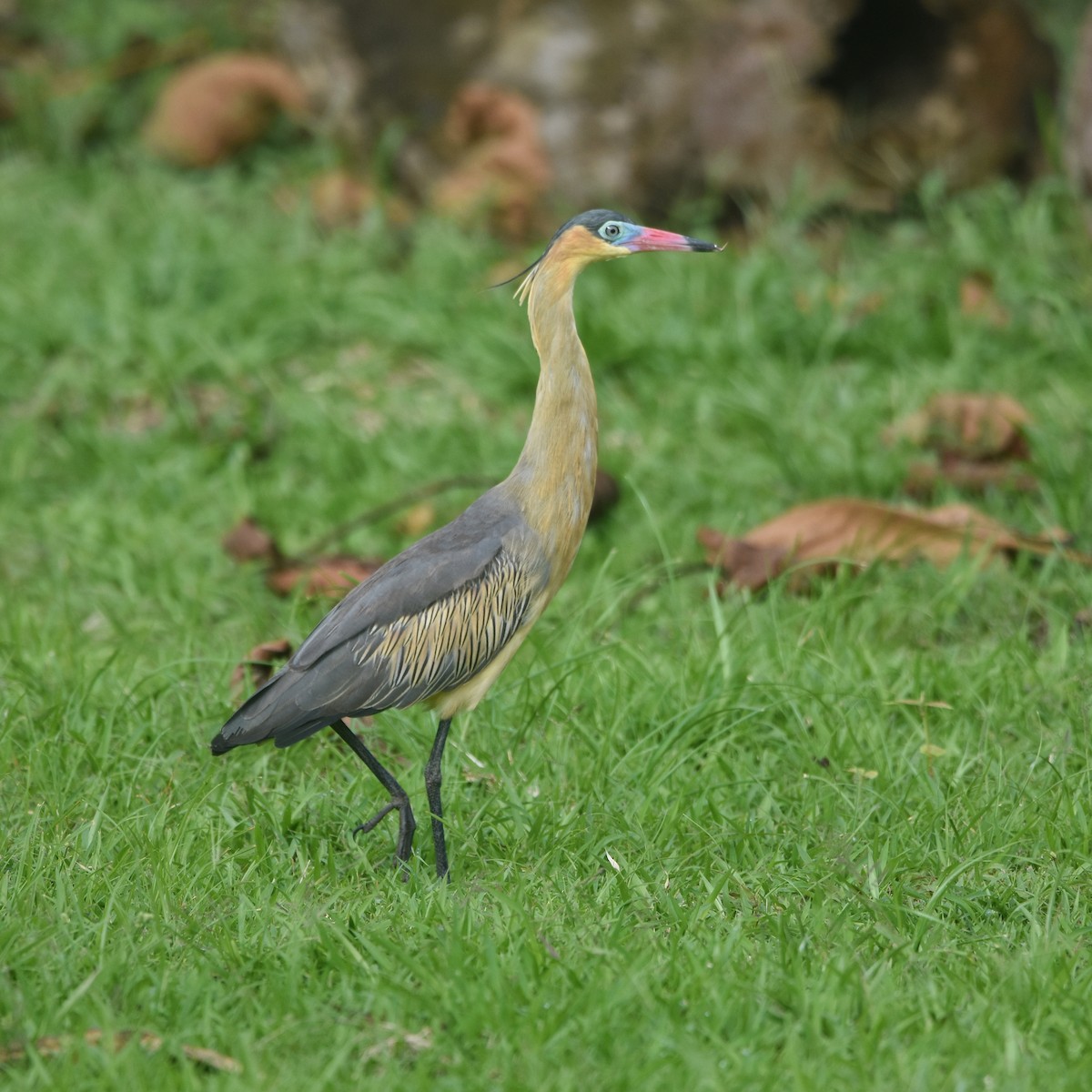 Whistling Heron - ML646260033