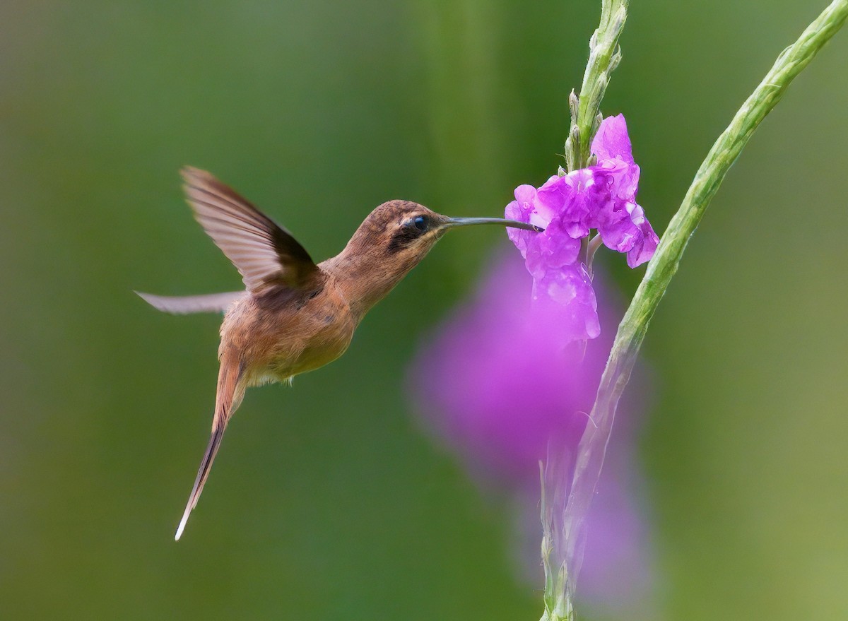 Stripe-throated Hermit - ML646260036