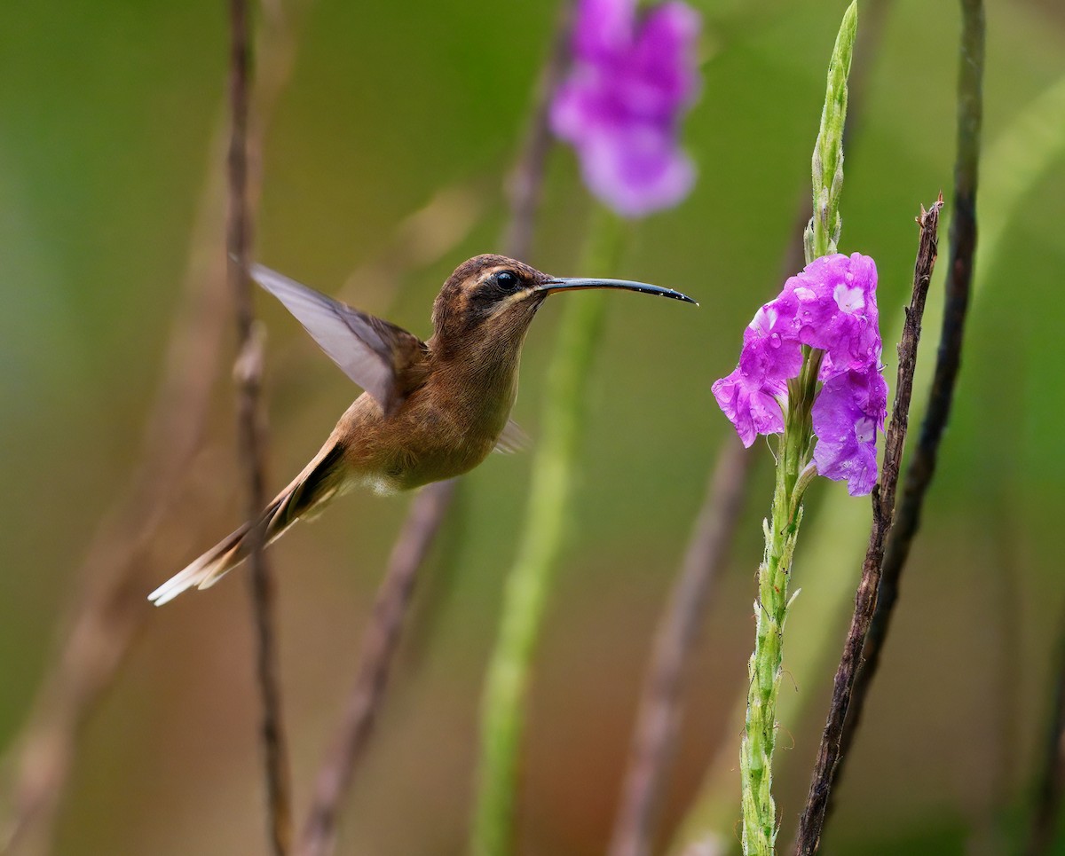 Stripe-throated Hermit - ML646260037