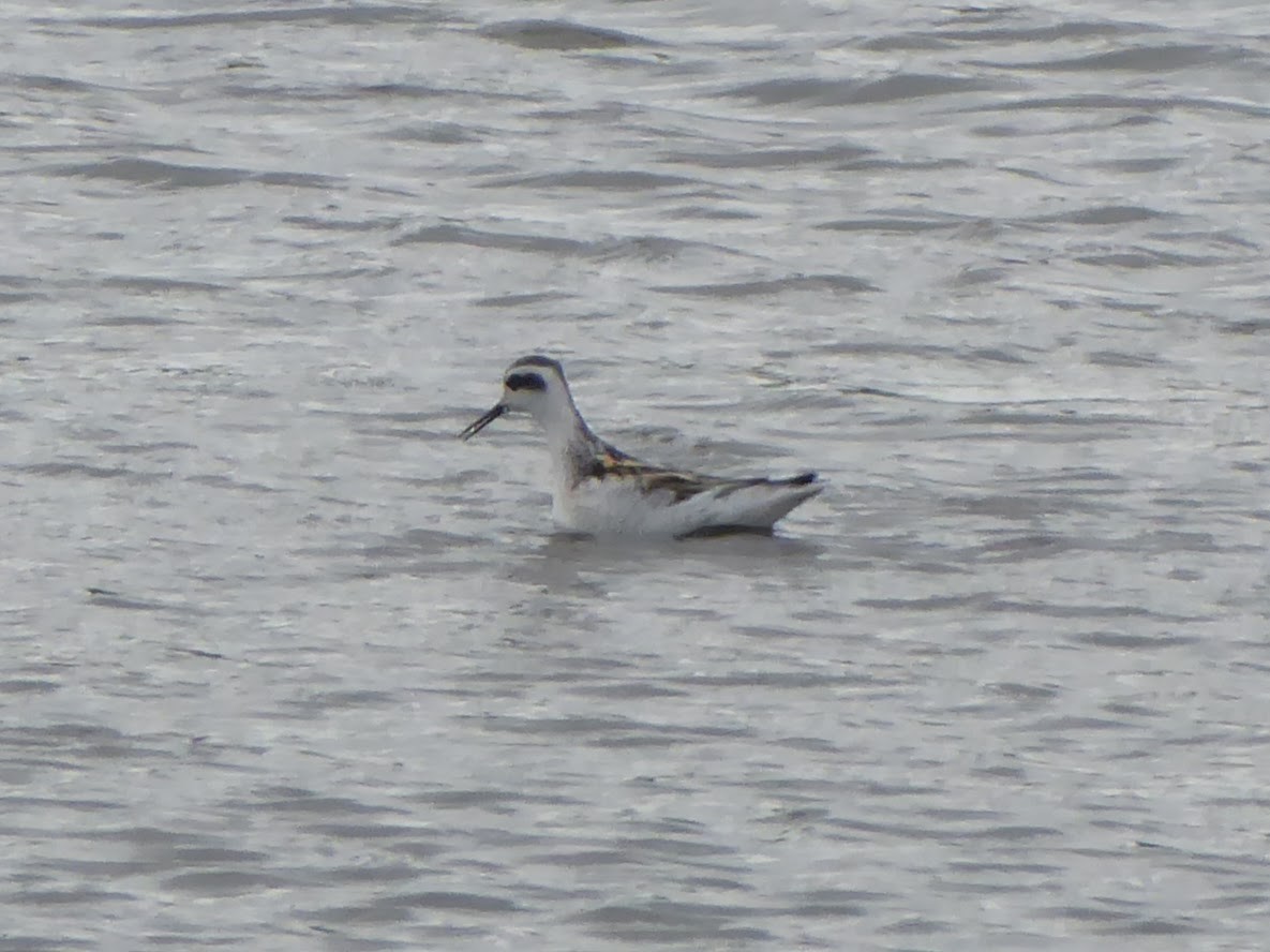 Red-necked Phalarope - ML646260038