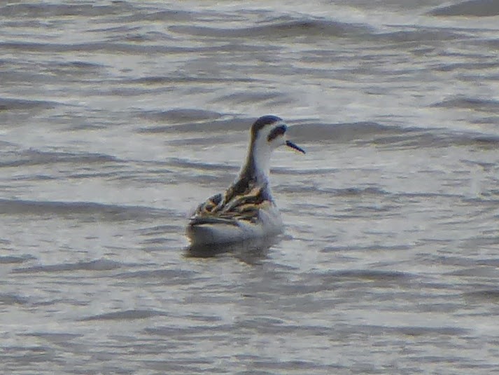 Red-necked Phalarope - ML646260039