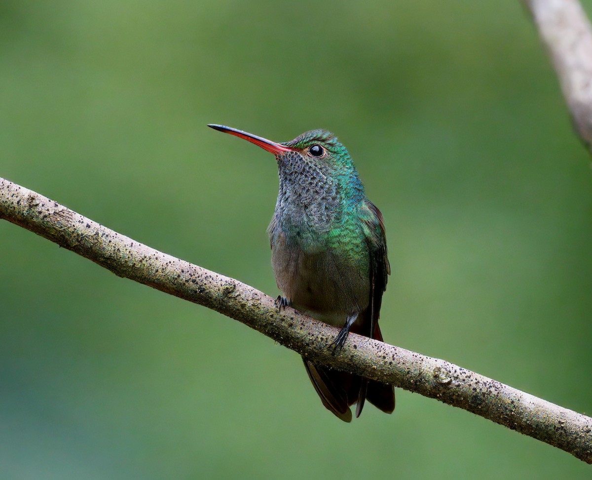 Rufous-tailed Hummingbird - ML646260042